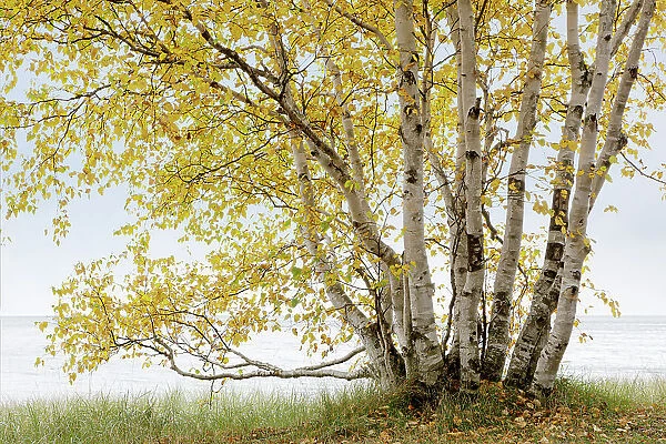 NA. Grand birch tree on the shores of Lake Superior