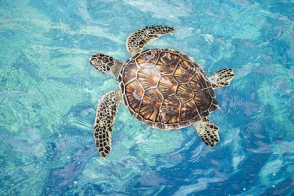 Green sea turtle (Chelonia mydas), an endangered species, on the surface for a breath off West Maui, Hawaii; Maui, Hawaii, United States of America