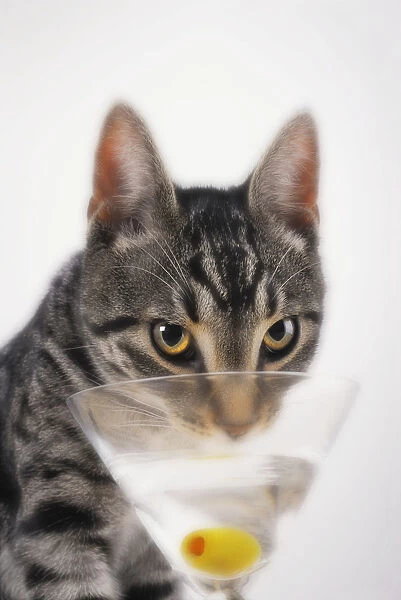 Grey tabby cat drinking martini; Vancouver british columbia canada