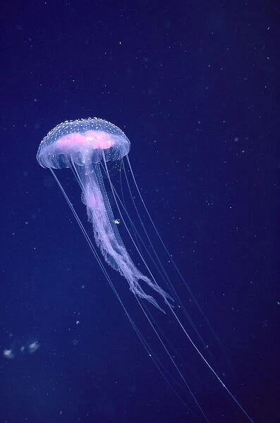 Hawaii, Jellyfish With Long Tentacles In Blue Sparkling Ocean A88E