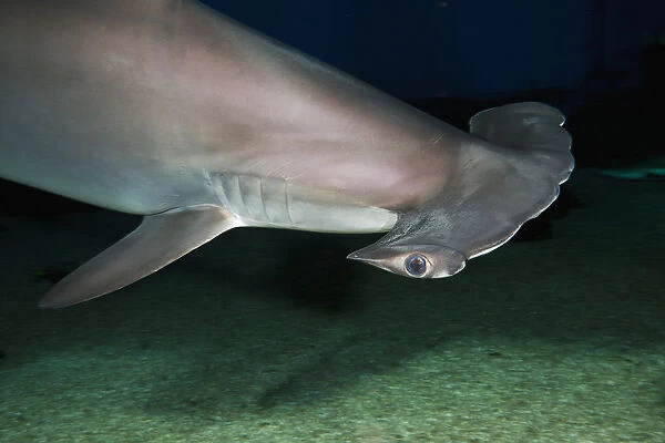 Hawaii, Scalloped hammerhead shark (Sphyrna lewini) on the ocean floor