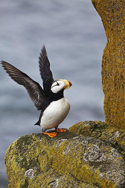 Horned Puffin (Fratercula Corniculata) Standing On Lichen-Covered Boulder Flapping Wings, Walrus Islands State Game Sanctuary, Round Island, Bristol Bay, Southwestern Alaska