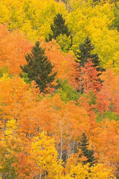 The leaves of a forest change colors in autumn