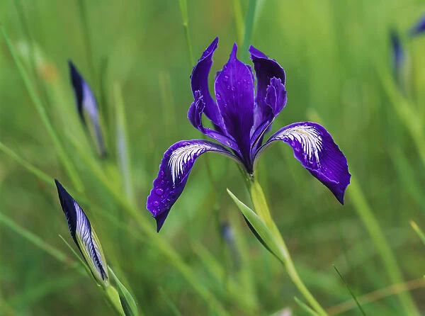 Oregon Iris (Iris Tenax) Blooms In The Forest; Florence, Oregon, United States Of America