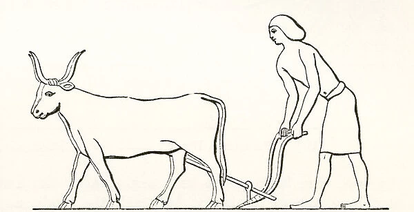 Ploughing With Oxen In Ancient Egypt. From The Imperial Bible Dictionary, Published 1889