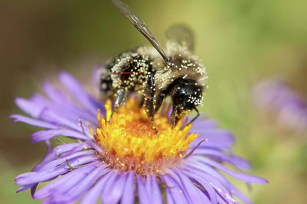 NA. A pollen-covered Bumble bee drinking nectar from a Swamp aster