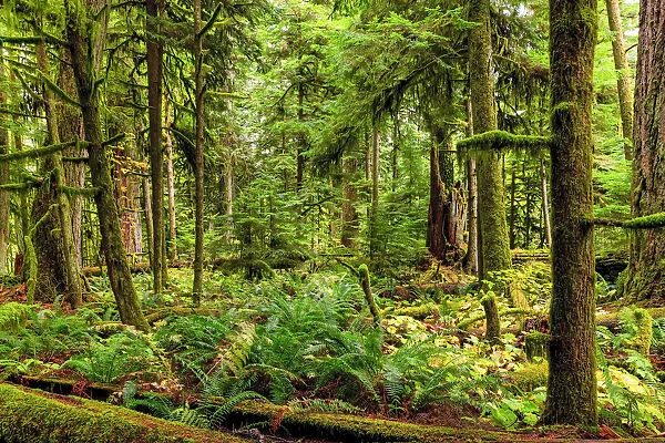 Rainforest on Vancouver Island, BC, Canada