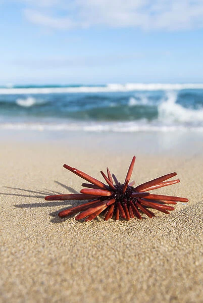 A Red Slate Pencil Urchin (Heterocentrotus Mamillatus) Sounds On The Sand At The Beach; Honolulu, Oahu, Hawaii, United States Of America