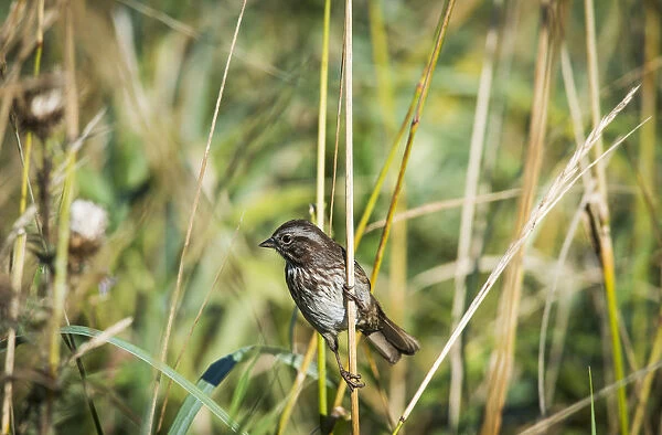 Song Sparrow (Melospiza Melodia) Perches On A Plant; Hoquiam, Washington, United States Of America