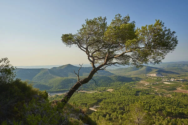 Stone pine (Pinus pinea) at the countryside at sunrise, Catalonia, Spain