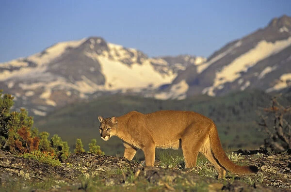 Tk0588, Thomas Kitchin; Cougar  /  Mountain Lion  /  Puma. Male In Alpine Meadow. Summer. Rocky Mountains. Felis Concolor
