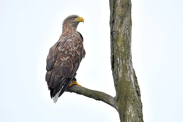 White-tailed Eagle (Haliaeetus albicilla) perched in dead tree looking over shoulder at camera