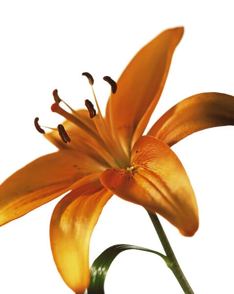 CS_1664. Lilium - variety not identified. Lily. Orange subject. White b / g