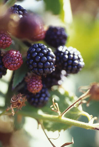 CS_2102. Rubus laciniatus Loch Ness. Blackberry. Black subject