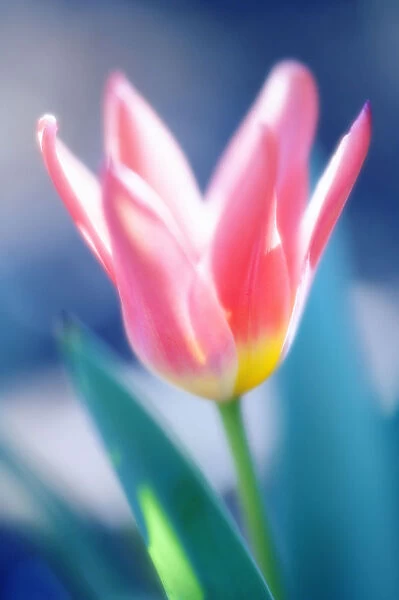 MAM_0592. Tulipa - variety not identified. Tulip. Pink subject