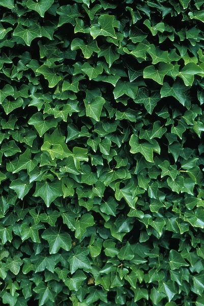 MB_F07. Hedera - variety not identified. Ivy. Green subject. Green b / g