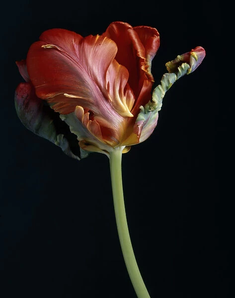 RF_15. Tulipa Bird of Paradise. Tulip - Parrot tulip. Red subject. Black b / g