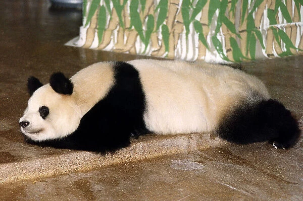 Animals Pandas in London Zoo