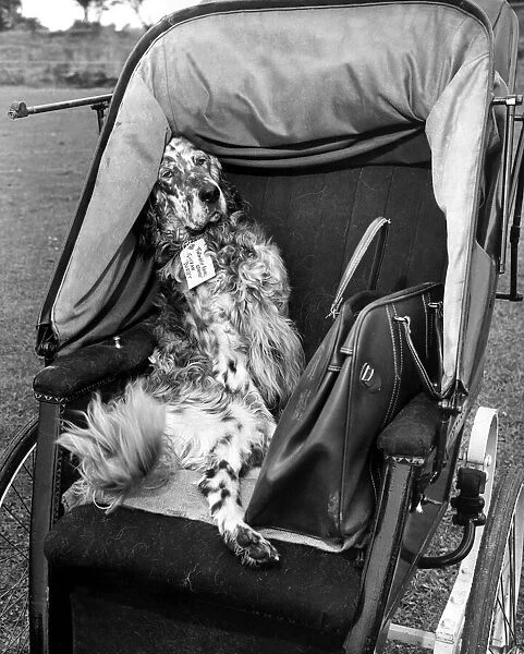 Bran the English Setter travels in style in this 1900 invalid chair