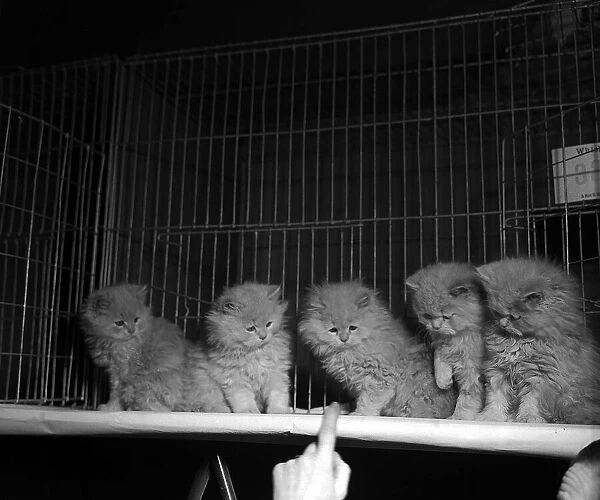 Kittens in their show cages at the 1951 National Cat Show at Olympia