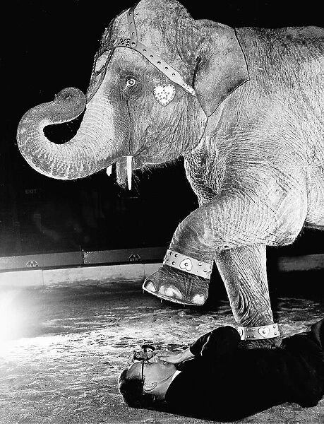 Photography -Elephant taking a picture under an elephants foot Dbase MSI