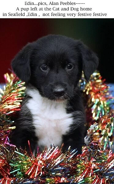 Puppy left at cat and dog home Seafield Edinburgh wearing Christmas tinsel Party