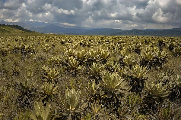 Frailejon. South America; Colombia; colombian; Andes; Paletara, Cauca, Frailejon plants