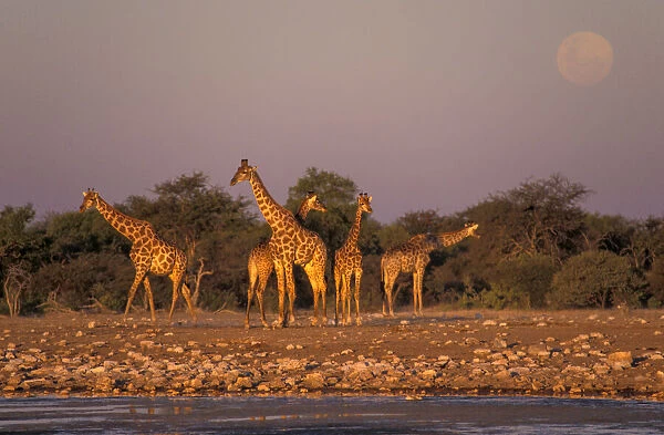 Giraffes. Giraffe (Giraffa camelopardalis) Klein Namutoni Waterhole