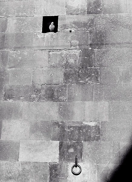 Pigeons in a hole in the wall of the Bargello palace in Florence