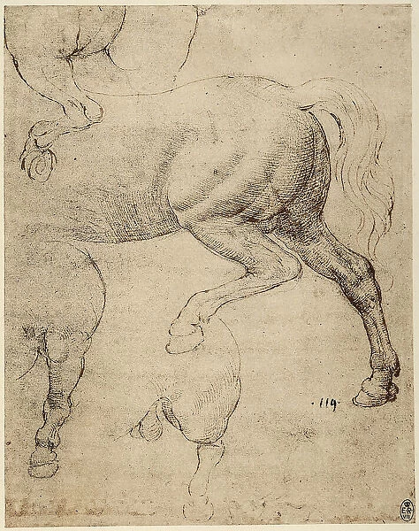 Study of a running horse, pen drawing on gray paper by Leonardo da Vinci and preserved at the Royal Library of Windsor