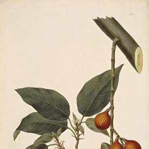 A7 / 361a Ficus racemosa, fig