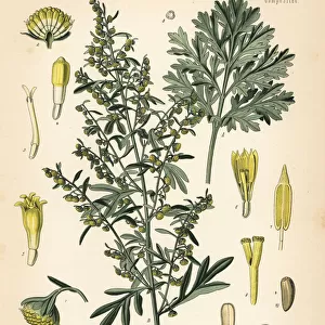 Absinthe wormwood, Artemisia absinthium