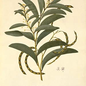 Acacia legnota, wattle