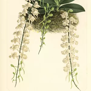 Aerangis citrata orchid