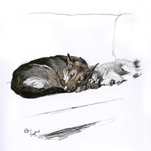 Alsatian and Sealyham terrier on a sofa