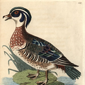 American wood duck, Aix sponsa