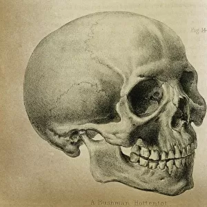 Anatomy / Skull / 1841