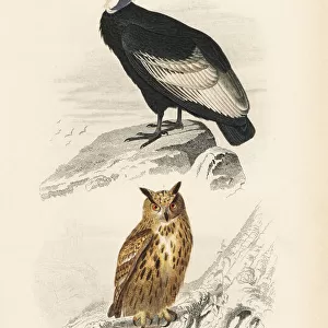 Andean Condor, Vultur gryphus, and Eurasian