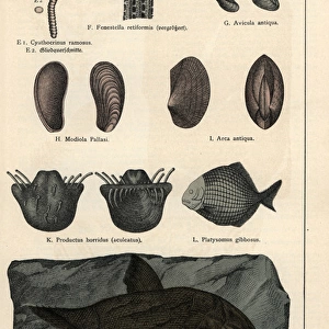 Animal, shell and fish fossils