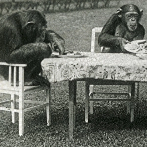Animals at a French Zoo - Chimpanzee Tea Party