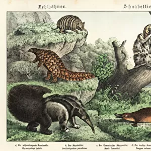 Anteater, pangolin, armadillo, sloth and platypus