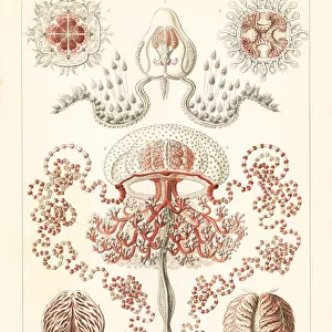 Anthomedusae plantonic medusa
