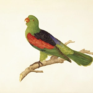 Aprosmictus erythropterus, red-winged parrot