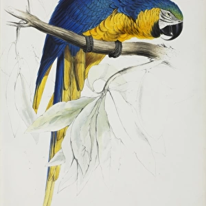 Ara araurana, blue and yellow maccaw