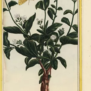 Arabian jasmine, Jasminum sambac