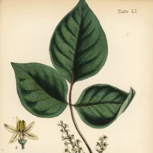 Atlantic poison oak, Toxicodendron pubescens