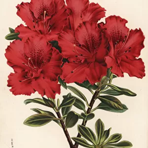 Azalea cultivar, Charles van Eeckhaute, Rhododendron indicum