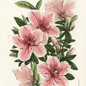 Azalea hybrid, Albo-Cincta, Rhododendron indicum
