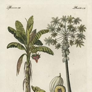 Banana tree, Musa paradisiaca, and papaya tree