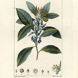Bayberry, Morella pubescens